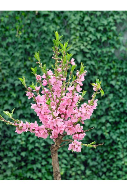 Prunus persica var. nucipersica ‘Lola’